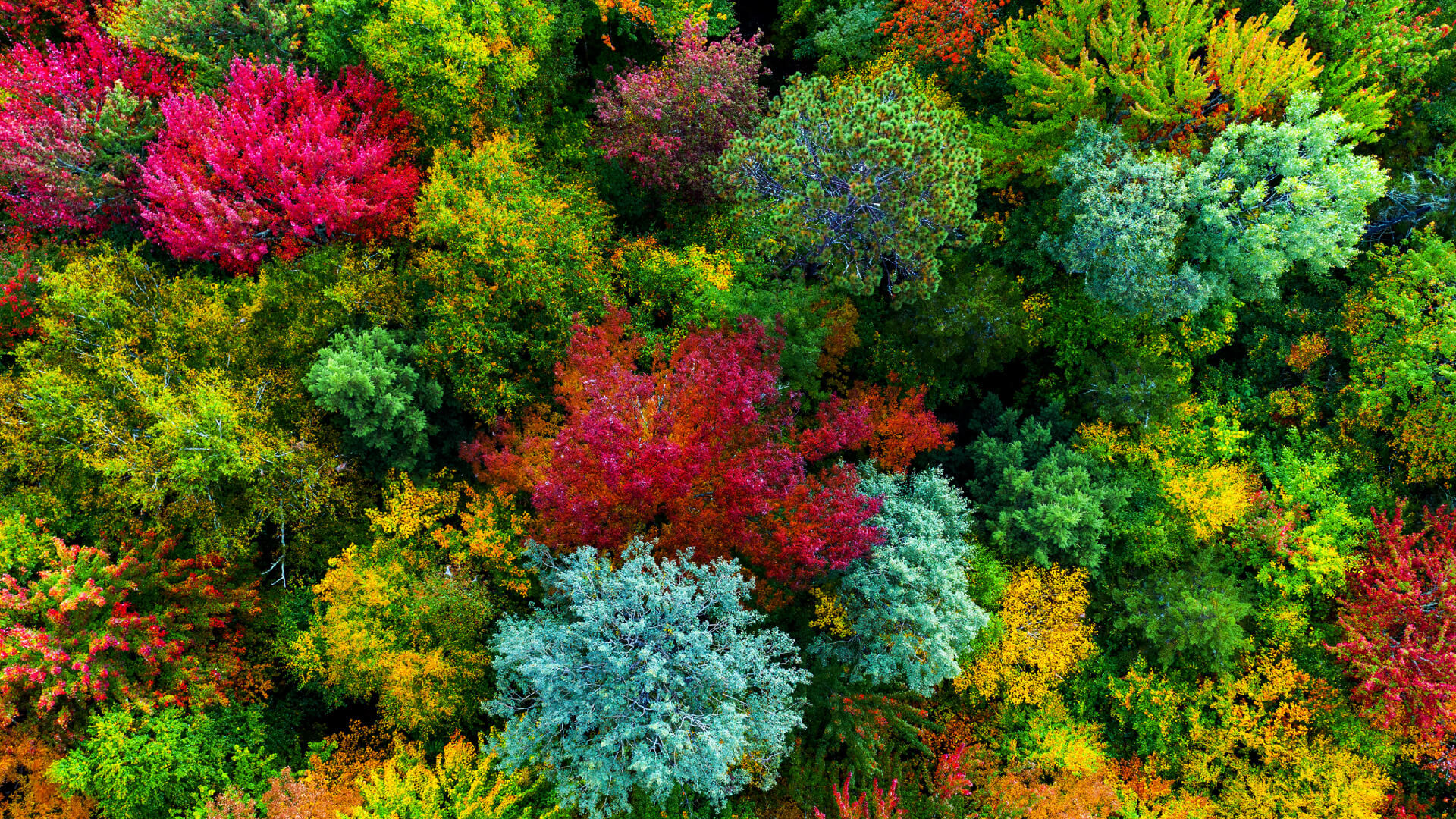 還原導演真色彩，體驗電影真感動